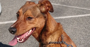 tony pet sitter à VILLEMADE 82130_5