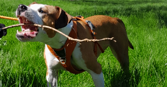 sanae pet sitter à POITIERS 86000_8