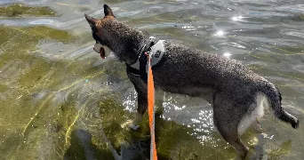 solene dog sitter à LILLE 59000