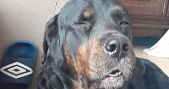 océane pet sitter à LIANCOURT 60140_3