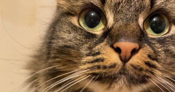 clémence pet sitter à VANNES 56000_7