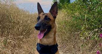 leandra pet sitter à ISTRES 13128_3