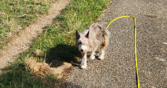 mathilde pet sitter à LA MOTTE SERVOLEX 73290_3