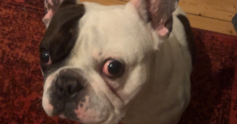 camille pet sitter à STRASBOURG 67000_5