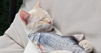inès pet sitter à BLERE 37150_0