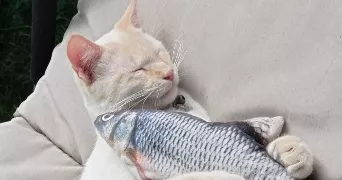 inès pet sitter à BLERE 37150