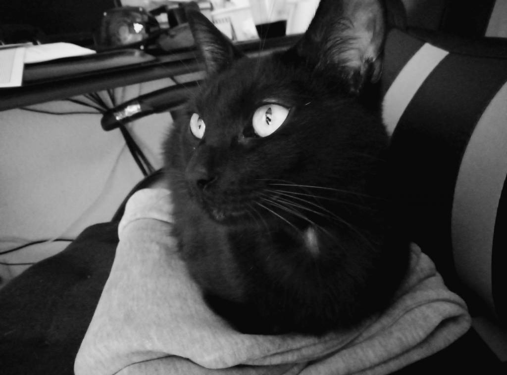 elora pet sitter à LABASTIDE BEAUVOIR 31450_3