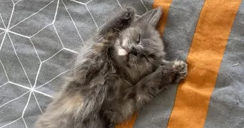 angelina pet sitter à BREST 29200