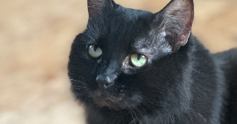 anael pet sitter à MORSBRONN LES BAINS 67360_3