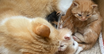 eloïse pet sitter à IZE 53160_5