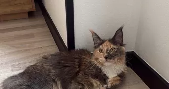 clément pet sitter à DELLE 90100