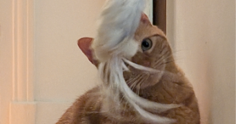 mai et rémi pet sitter à BOIS COLOMBES 92270_0