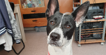 anthony lefort pet sitter à NOLAY 21340_1