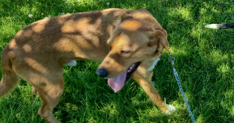 melody pet sitter à ST LYS 31470_1