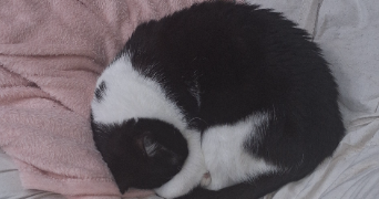 rachel pet sitter à MONTPELLIER 34000_3