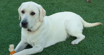 dominique pet sitter à SOUSSANS 33460_2