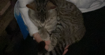 sanhaji pet sitter à VANDOEUVRE LES NANCY 54500_1