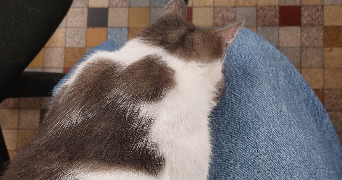 rebecca pet sitter à LAVAL 53000_1