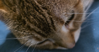 jimmy pet sitter à PARIS 14 75014_2
