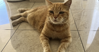 elisabeth pet sitter à MARSEILLE 04 13004_3