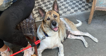 clémence pet sitter à LE PERREUX SUR MARNE 94170_3
