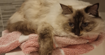 laure pet sitter à CLAMART 92140_5
