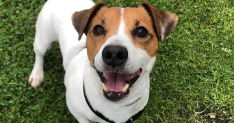 charly pet sitter à ALBERTVILLE 73200_2