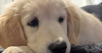 nadège pet sitter à NANTERRE 92000_5