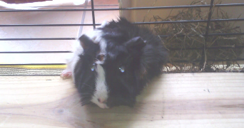 anaïs pet sitter à FRANCONVILLE 95130_5