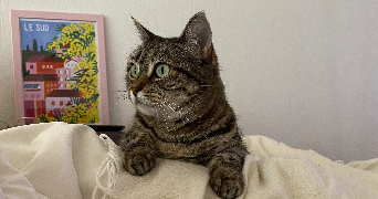 margot pet sitter à ANGERS 49000_1