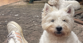 alexia pet sitter à TOULOUSE 31500_5