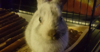 thomas pet sitter à BEAUMONT SUR OISE 95260_2