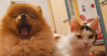 frederic pet sitter à Mulhouse 68100_8