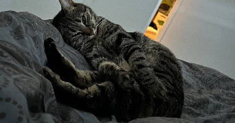camille pet sitter à Brandérion 56700_6