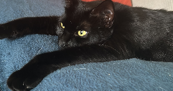 ana-elisa pet sitter à CERGY 95800_3