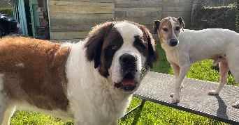 thomas pet sitter à BURY 60250