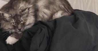 lina pet sitter à BLANQUEFORT 33290_2