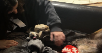tess pet sitter à TOULOUSE 31000_3
