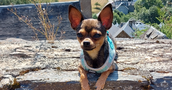 mélanie pet sitter à BEGLES 33130_1
