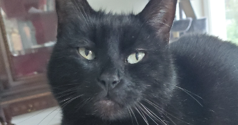 laetitia pet sitter à THONON LES BAINS 74200_3