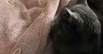 claudia pet sitter à IVRY SUR SEINE 94200_2