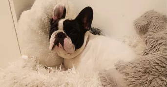 april pet sitter à ISTRES 13800