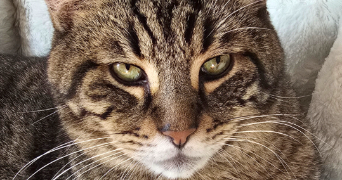 julie pet sitter à PONTFAVERGER MORONVILLIERS 51490_3