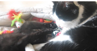 anne pet sitter à Issy-les-Moulineaux 92130_4