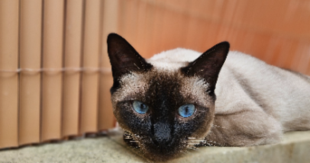 marion pet sitter à BLESMES 02400_1