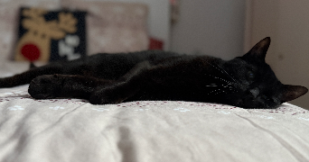 théa pet sitter à Noveant-sur-Moselle 57680_1