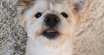audrey pet sitter à NANCY 54000_11