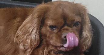 lisa pet sitter à DIETWILLER 68440_1