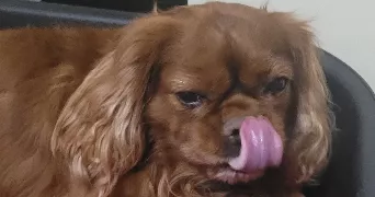 lisa pet sitter à DIETWILLER 68440