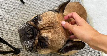 elyse pet sitter à ROESCHWOOG 67480_2